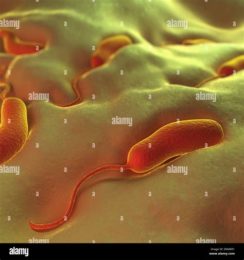 Vibrio Cholerae Bacterium High Resolution Stock Photography And Images