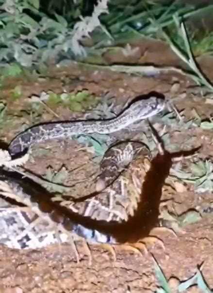 Deadly Duel Giant Monitor Lizard Fights Fierce Snake Trading Blows