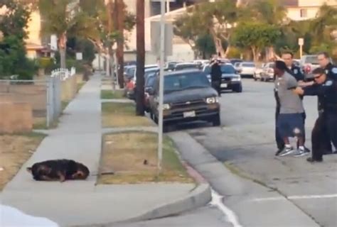 Graphic Video Cops Kill Dog While Arresting Owner Who Filmed Them Laist