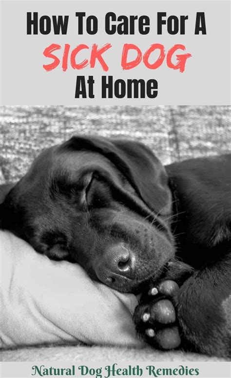 Learn How To Care For A Sick Dog Or Puppy At Home Dogcare Doghealth