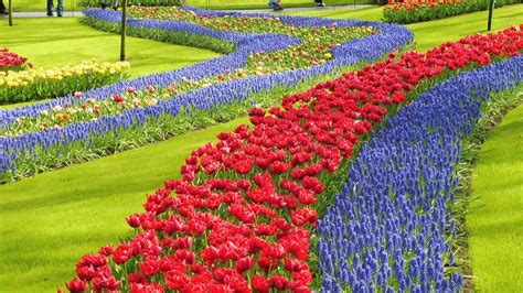 An 80 minute ride from rotterdam will. Amsterdam Layover - Keukenhof Gardens, Aalsmeer Flower Auction