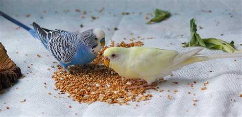 Bird Food Ensuring A Healthy Diet Of Seeds Fruit And More