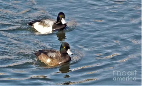 Lesser Scaup Duck Pair Winter Indiana Photograph By Rory Cubel Fine
