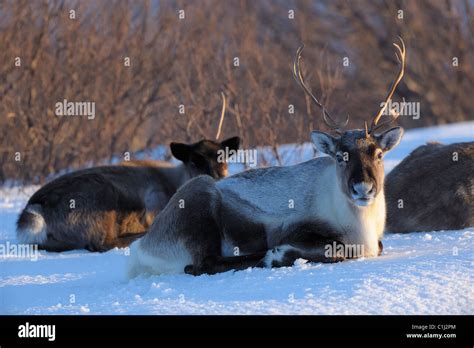 Reindeer Side Profile Hi Res Stock Photography And Images Alamy