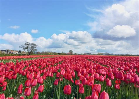 Driving Route To See The Famous Tulip Fields Of Holland By Car