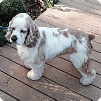 See photos of available pets and visit us today. Sacramento, CA - Cocker Spaniel. Meet Sam-ADOPTED!! a Pet ...
