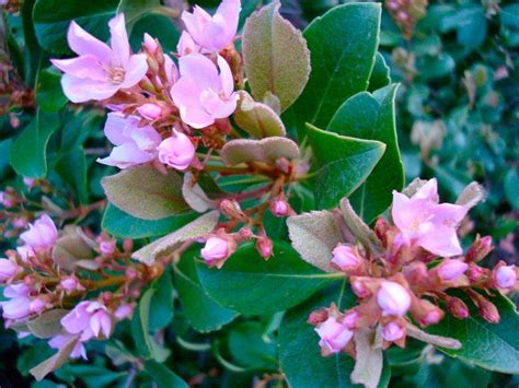 Indian Hawthorn Care How To Grow Indian Hawthorn Plant Plants