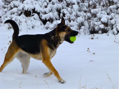 German Shepherd Puppy Playing With Ball In The Snow Cute Baby Puppies