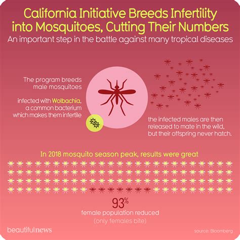 California Initiative Breeds Infertility Into Mosquitoes Cutting Their