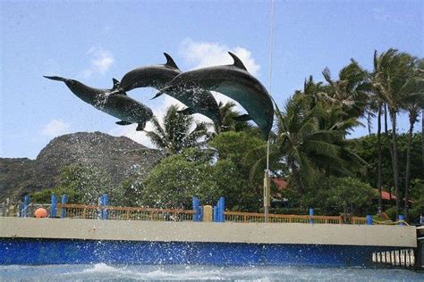 Sea Life Park Hawaii Admission And Underwater Sea Lion Or Shark Swim