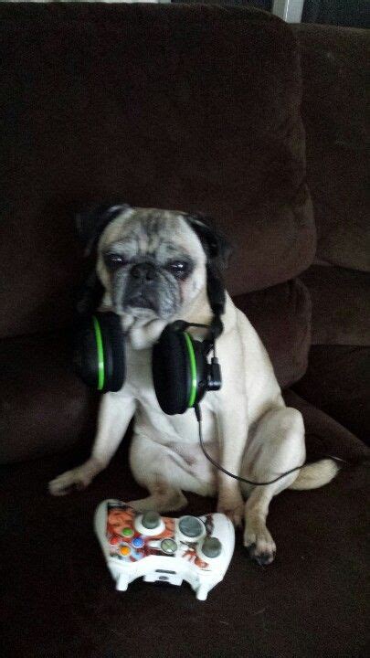 Were Guessing This Pug Playing Xbox Is More Excited Than He Looks
