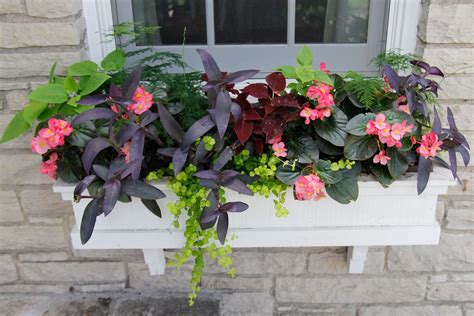 Pin By Sunnyside Gardens On Custom Containers Purple Heart Plant