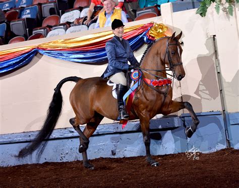 Pin On 2013 Grand National And World Championship Morgan Horse Show