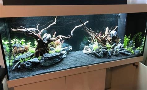 We did not find results for: News aus der Aquaristik: Alles neue rund ums Aquarium