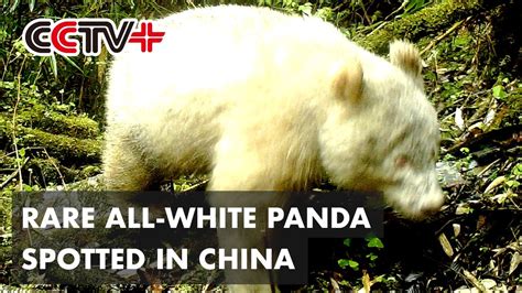 Rare All White Panda Spotted In Southwest China Again Youtube