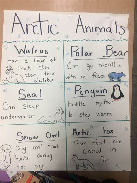 Arctic Animal Anchor Chart For Kindergarten