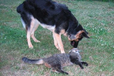 It was her first and only litter and was an accident. GSD Development - An Illustrated Guide to the First Year
