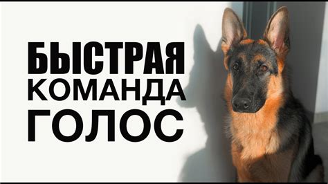 Как научить любую собаку команде Голос - дрессировка | Немецкая овчарка ...
