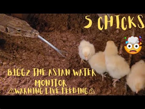 Warning Live Feeding Asian Water Monitor Devours Chicks Youtube
