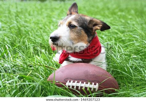 Cool Funny Dog Playing Football Dog Stock Photo 1469207123 Shutterstock
