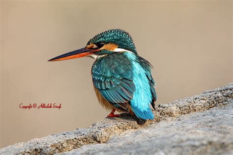 Kingfisher Birds Of India