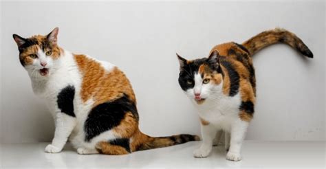 Calico Cat Interesting Facts And Types Of Calico Cats