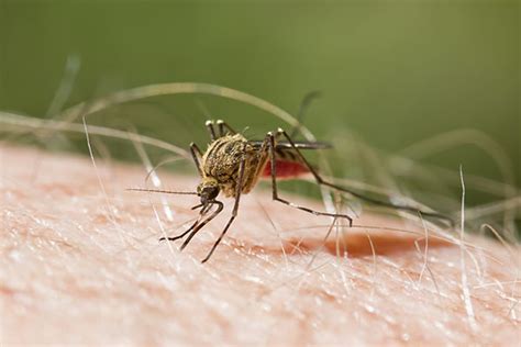 Why Do Mosquito Bites Itch And Other Questions Terminix