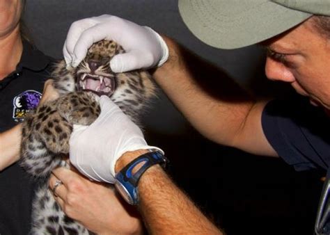 First Amur Leopard Cub Birth In 16 Years For Denver Zoo Zooborns