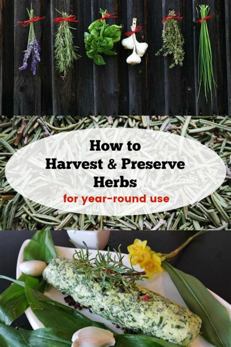 Enjoy Herbs From Your Garden All Year Long Learn How To Preserve Your