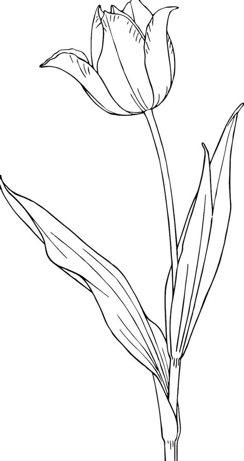 Macam Bunga Kumpulan Sketsa Gambar Bunga Tulip Tanaman Hias