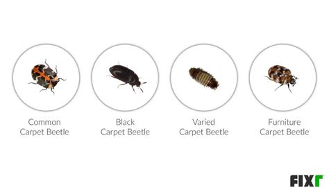 Carpet Beetles Bite Home Design Ideas