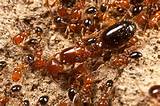 Pictures of California Fire Ants