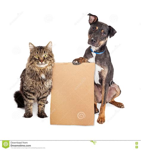 Dog And Cat With Blank Cardboard Sign Stock Photo Image Of High