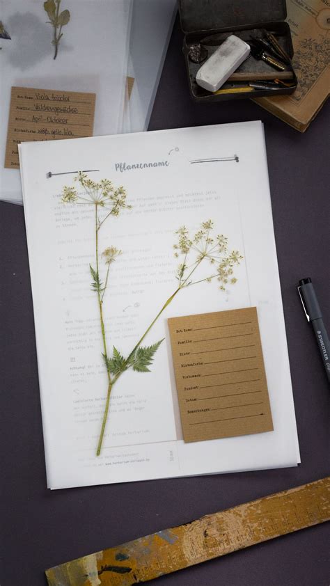 Herbarium Pflanzenblätter Für Dein Herbarium Projekt Durch Die