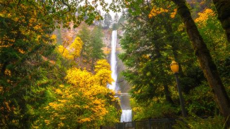 Multnomah Waterfalls Oregon Tree During Fall 4k 8k Hd