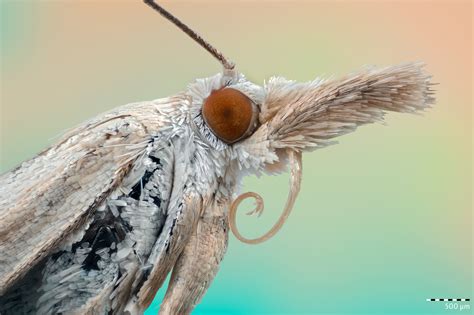 Snout Moth Makrotreff