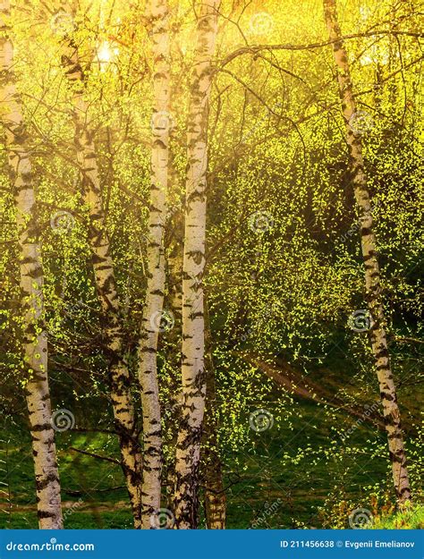 Sunrise Or Sunset In A Spring Birch Grove With Young Green Foliage And