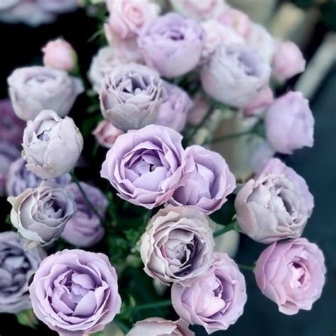 8 Popular Spray Roses In Eastern Europe From De Ruiter Article Onthursd