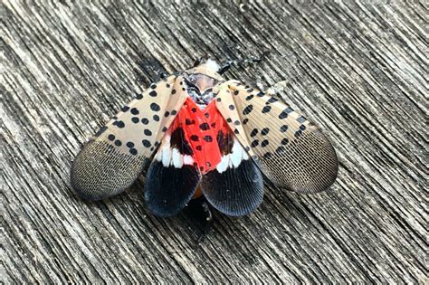 Nj Urging Residents To Destroy Spotted Lanternfly Eggs Heres How To Remove Them From Trees
