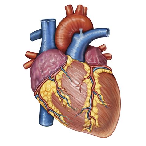 Gross Anatomy Of The Human Heart Poster Print 24 X 32