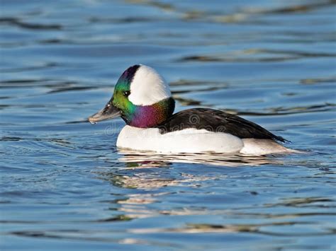 Bufflehead Duck And Reflections Stock Photo Image Of White Rippled