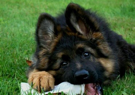 (a 501c3) founded south west florida german shepherd rescue in 2007. 7 Reasons Why German Shepherds Are The Best Dogs Ever