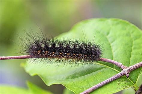 Black Spiky Caterpillars By Pritpal Momi Spiky Caterpillar