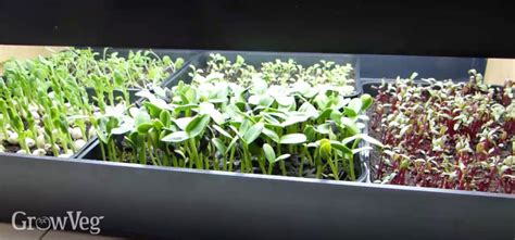 Growing Microgreens From Sowing To Harvest