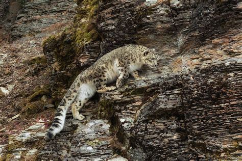 Snow Leopard Climbing Close Up Photograph By June Jacobsen