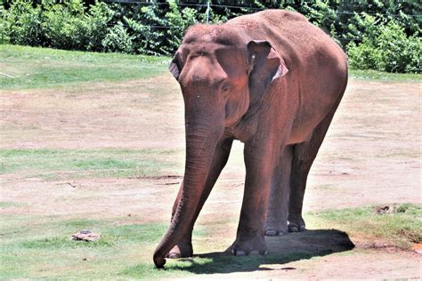 Asian Elephant Standing In Grass Free Stock Photo Public Domain Pictures