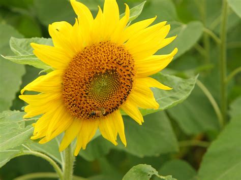 Bunga matahari memiliki berbagai ukuran, mulai dari spesies kerdil setinggi lutut sampai spesies raksasa yang bisa mencapai ketinggian 5 atau 6 meter. Boneka Cakil: Bunga Matahari, Si Kuning yang Tangguh dan Setia