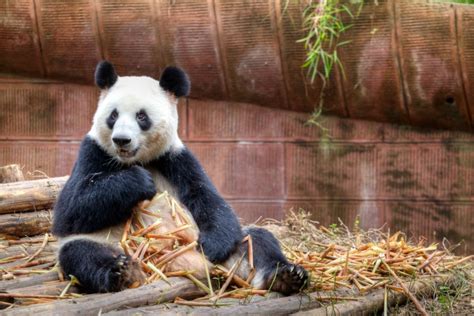 Giant Panda Cam Launches In China