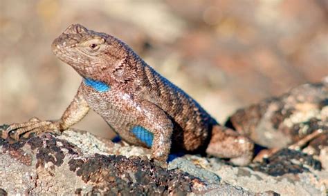 10 Amazing Lizard Species Spotted In Arizona