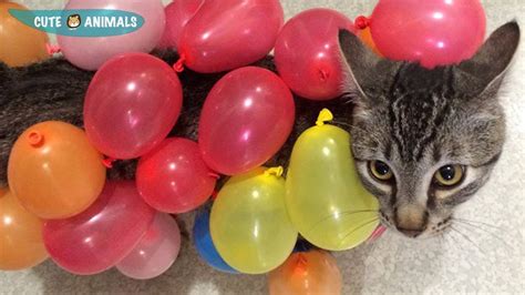 Magic Balloons And Cute Cat 🐱 Cats Vs Balloons 🎈 Funny And Cute Cats